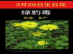 3月28日生日花-绿豹毒