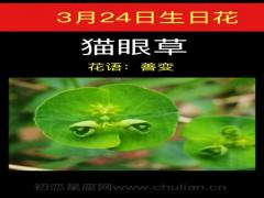 3月24日生日花-猫眼草