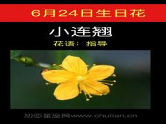 6月24日生日花-小连翘