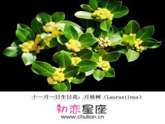 生日花语·十一月