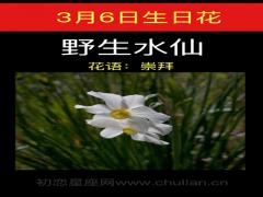 3月6日生日花-野生水仙花