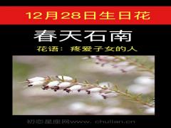 12月28日生日花-春天石南