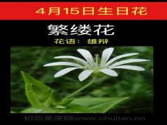 4月15日生日花-繁缕花