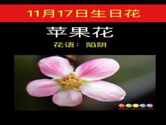 11月17日生日花-苹果花