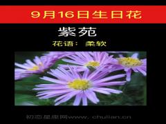 9月16日生日花-紫苑