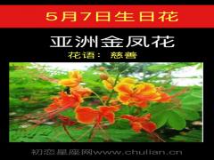 5月7日生日花-亚洲金凤花