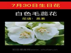 7月30日生日花-白色毛蕊花