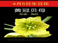 4月5日生日花-黄冠贝母