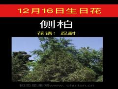 12月16日生日花-侧柏