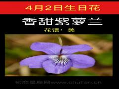 4月2日生日花-香甜紫萝兰