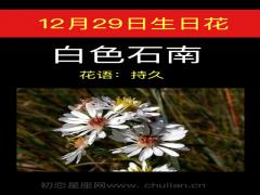 12月29日生日花-白色石南