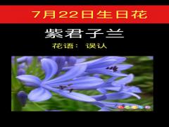 7月22日生日花-紫君子兰