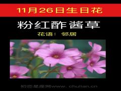 11月26日生日花-粉红酢酱草