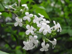 2月10日生日花-丁香花