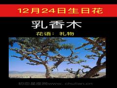 12月24日生日花-乳香木