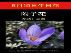 5月19日生日花-附子花