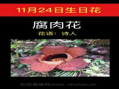11月24日生日花-腐肉花