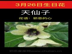 3月26日生日花-天仙子