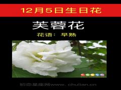 12月5日生日花-芙蓉花