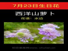 7月23日生日花-西洋山萝卜