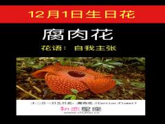 12月1日生日花-腐肉花