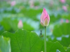 2020年夏至前一天可以结婚吗？夏至是什么意思？