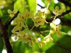 1月9日生日花-月桂花