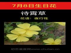 7月8日生日花-待霄草