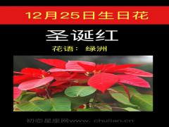 12月25日生日花-圣诞红