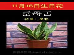 11月16日生日花-岳母舌