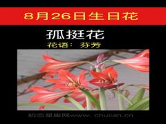 8月26日生日花-孤挺花