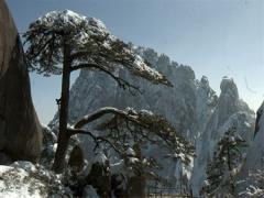 14.庚寅辛卯松柏木