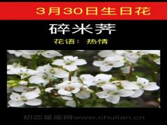 3月30日生日花-碎米荠