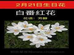 2月21日生日花-白番红花