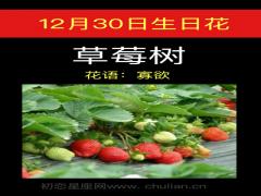 12月30日生日花-草苺树