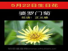 5月22日生日花-婆罗门菊