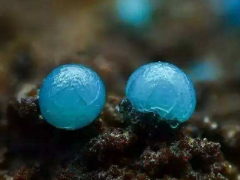12月16日诞生石-硅孔雀石