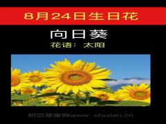 8月24日生日花-向日葵
