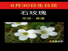 6月30日生日花-石玫瑰