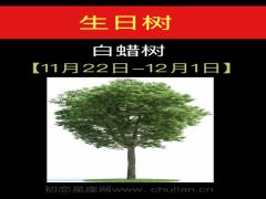 11月22日-12月01日(白蜡树)