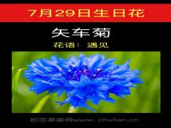 7月29日生日花-矢车菊