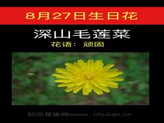 8月27日生日花-深山毛莲菜
