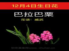 12月4日生日花-巴拉巴栗
