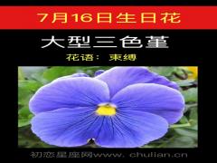 7月16日生日花-大型三色蓳