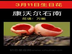 3月11日生日花-康沃尔石南