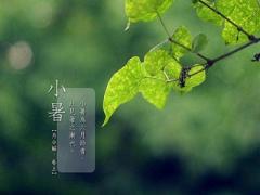 2020小暑是哪天？小暑当天出生的宝宝应该生肖属什么？