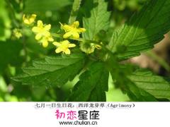 生日花语·七月