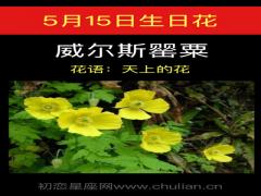 5月15日生日花-威尔斯罂粟