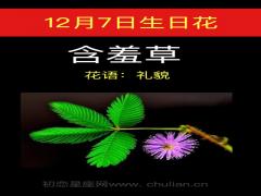 12月7日生日花-含羞草