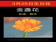 3月25日生日花-金盏花